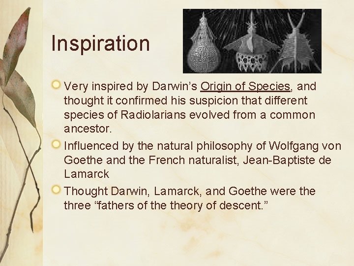 Inspiration Very inspired by Darwin’s Origin of Species, and thought it confirmed his suspicion