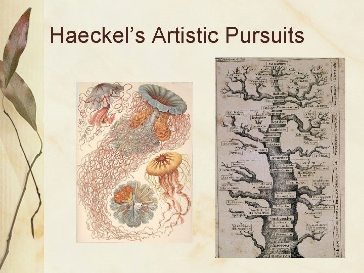 Haeckel’s Artistic Pursuits 