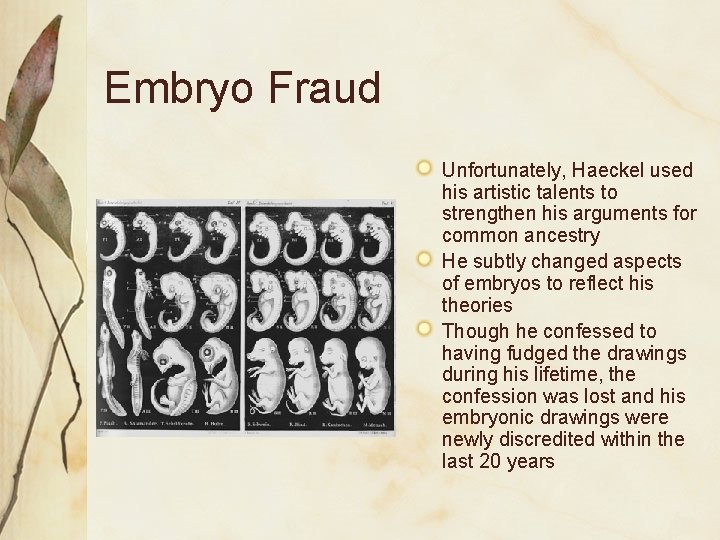 Embryo Fraud Unfortunately, Haeckel used his artistic talents to strengthen his arguments for common