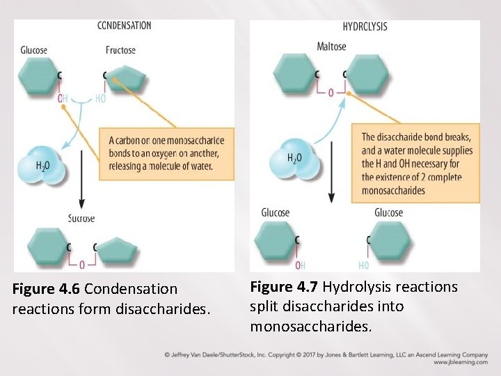 Figure 4. 6 Condensation reactions form disaccharides. Figure 4. 7 Hydrolysis reactions split disaccharides