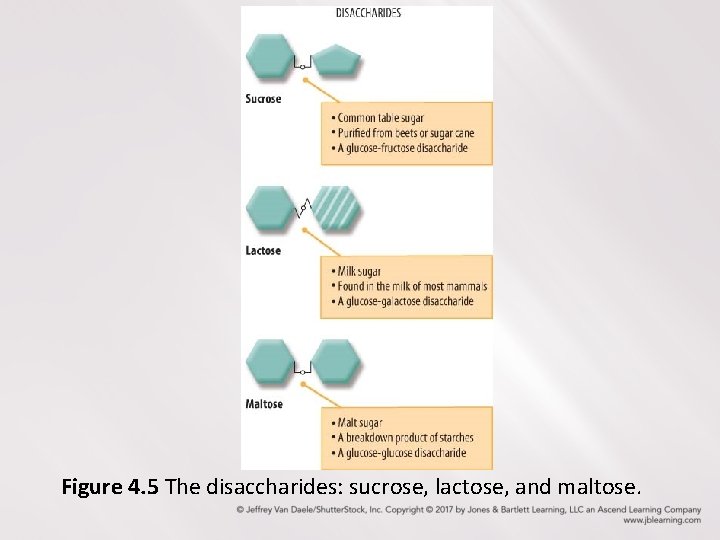 Figure 4. 5 The disaccharides: sucrose, lactose, and maltose. 