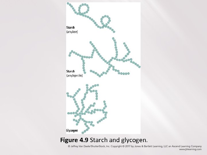 Figure 4. 9 Starch and glycogen. 