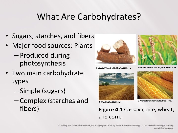What Are Carbohydrates? • Sugars, starches, and fibers • Major food sources: Plants –