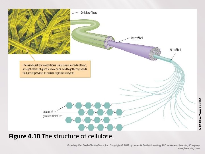 © J. D. Litvay/Visuals Unlimited Figure 4. 10 The structure of cellulose. 