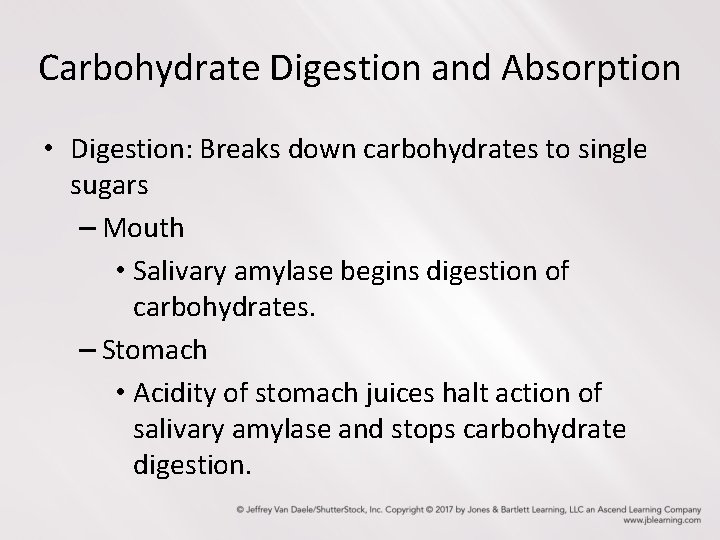 Carbohydrate Digestion and Absorption • Digestion: Breaks down carbohydrates to single sugars – Mouth