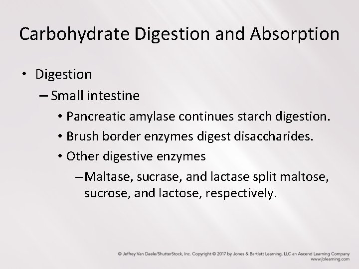 Carbohydrate Digestion and Absorption • Digestion – Small intestine • Pancreatic amylase continues starch