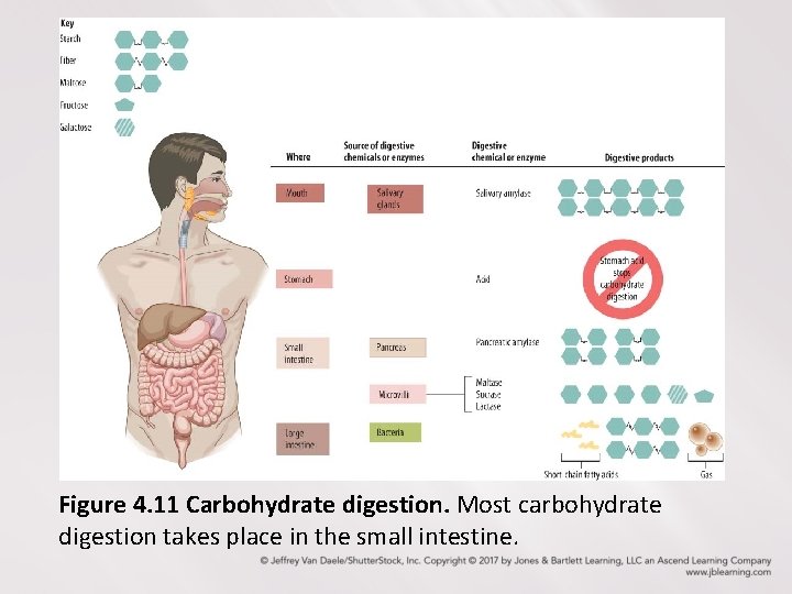 Figure 4. 11 Carbohydrate digestion. Most carbohydrate digestion takes place in the small intestine.
