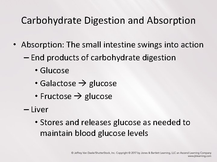 Carbohydrate Digestion and Absorption • Absorption: The small intestine swings into action – End