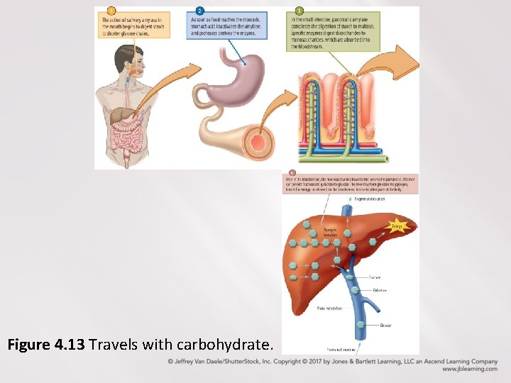 Figure 4. 13 Travels with carbohydrate. 