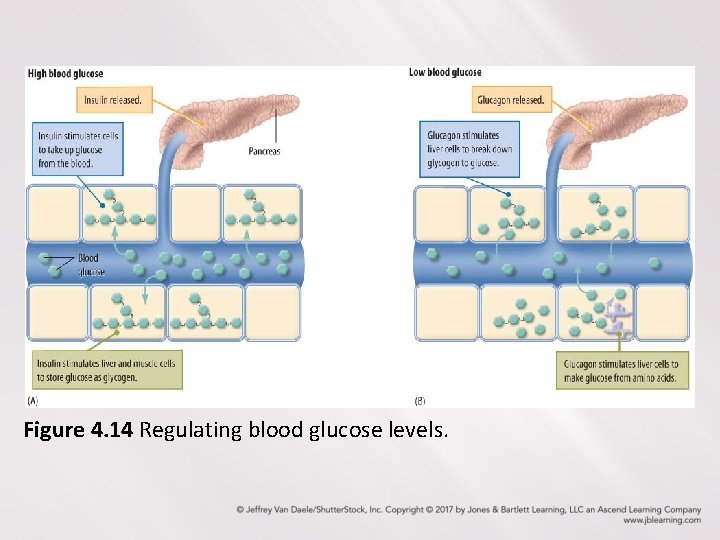 Figure 4. 14 Regulating blood glucose levels. 