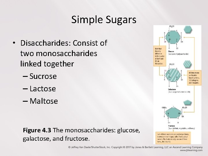 Simple Sugars • Disaccharides: Consist of two monosaccharides linked together – Sucrose – Lactose