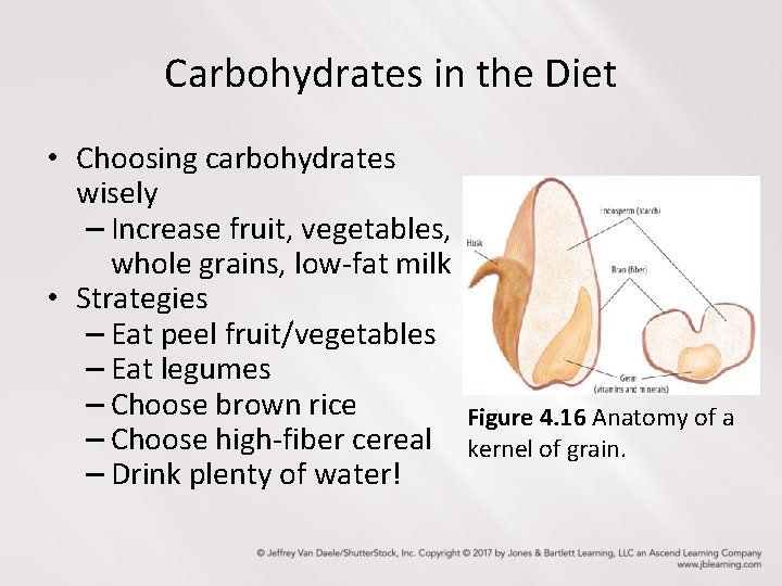 Carbohydrates in the Diet • Choosing carbohydrates wisely – Increase fruit, vegetables, whole grains,