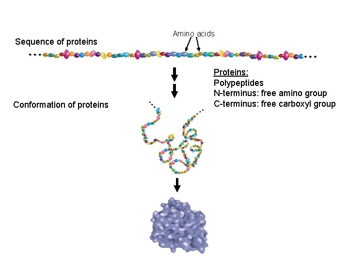 Sequence of proteins Conformation of proteins Amino acids Proteins: Polypeptides N-terminus: free amino group