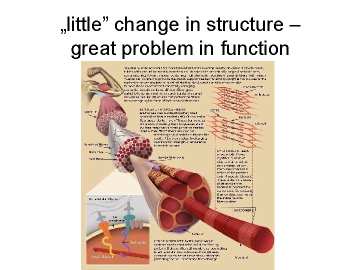 „little” change in structure – great problem in function 