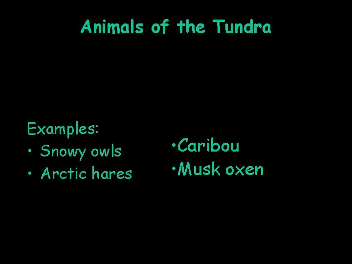 Animals of the Tundra Examples: • Snowy owls • Arctic hares • Caribou •