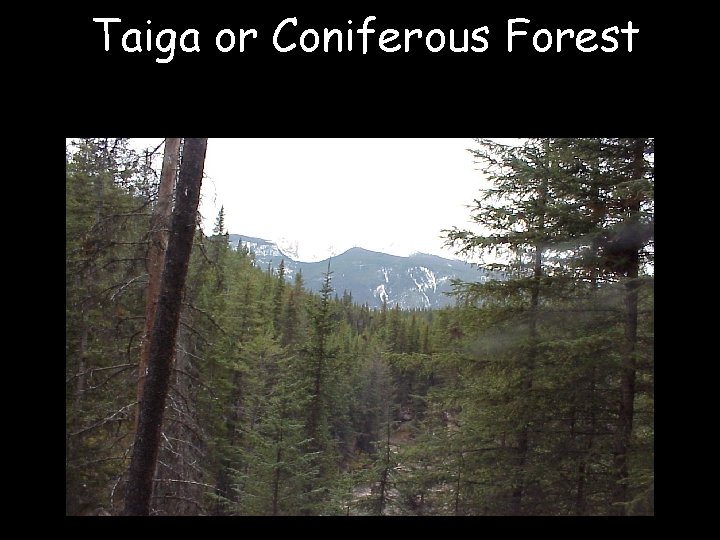 Taiga or Coniferous Forest 