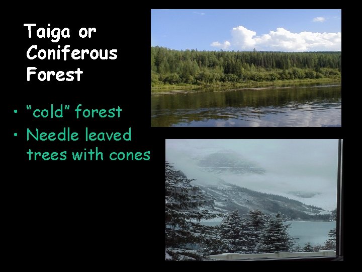 Taiga or Coniferous Forest • “cold” forest • Needle leaved trees with cones 