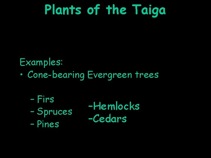 Plants of the Taiga Examples: • Cone-bearing Evergreen trees – Firs – Spruces –