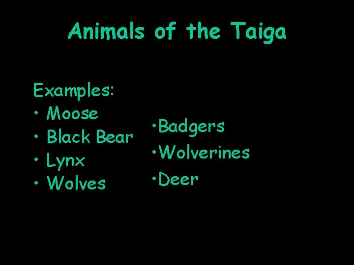 Animals of the Taiga Examples: • Moose • Badgers • Black Bear • Wolverines