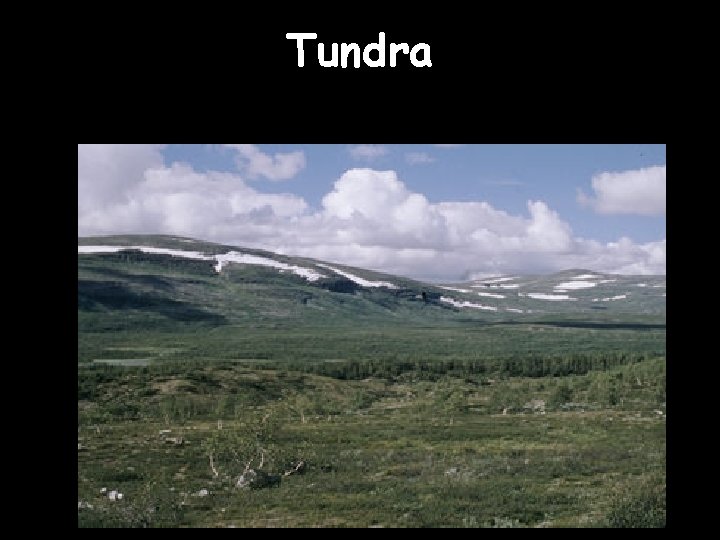 Tundra 