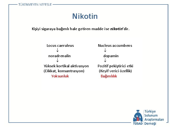 Nikotin Kişiyi sigaraya bağımlı hale getiren madde ise nikotin’dir. Locus caeruleus noradrenalin Yüksek kortikal