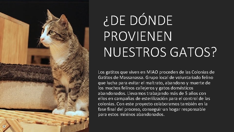 ¿DE DÓNDE PROVIENEN NUESTROS GATOS? Los gatitos que viven en MIAO proceden de las