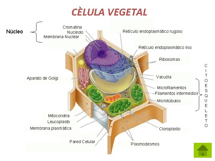 CÈLULA VEGETAL Núcleo Cromatina Nucleolo Membrana Nuclear Retículo endoplasmático rugoso Retículo endoplasmático liso Ribosomas