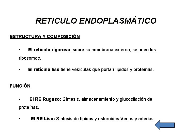 RETICULO ENDOPLASMÁTICO ESTRUCTURA Y COMPOSICIÓN • El retículo riguroso, sobre su membrana externa, se