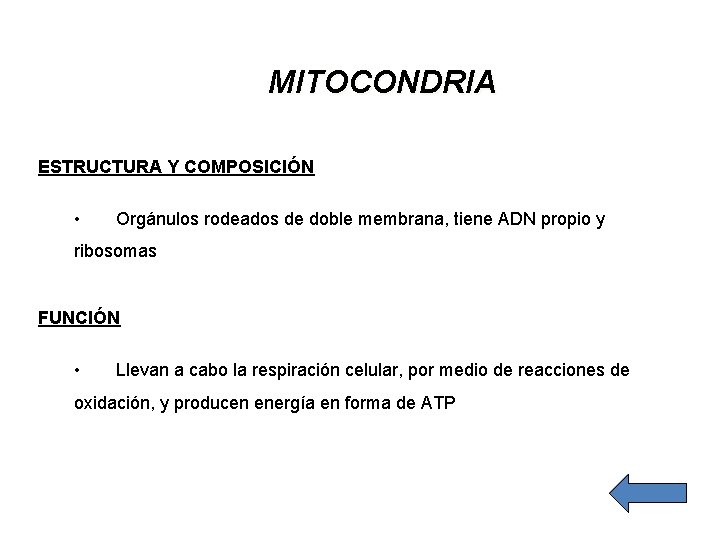 MITOCONDRIA ESTRUCTURA Y COMPOSICIÓN • Orgánulos rodeados de doble membrana, tiene ADN propio y