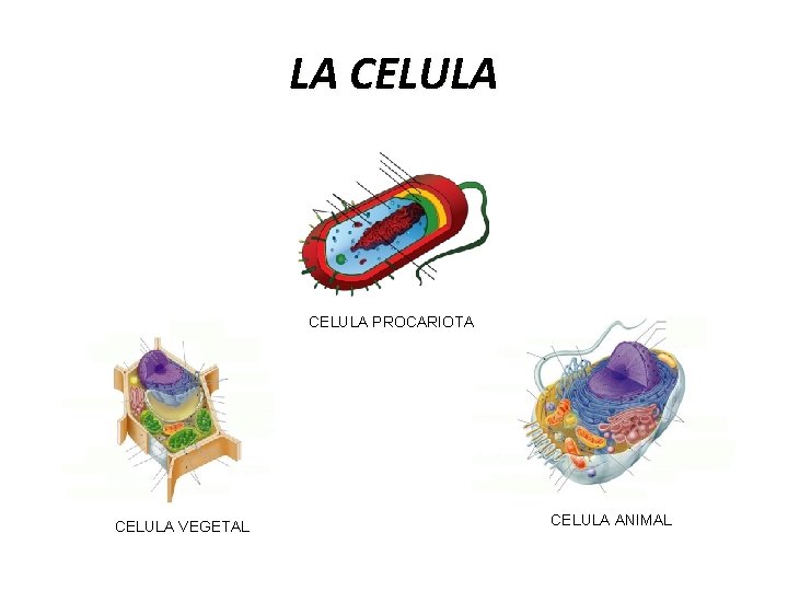 LA CELULA PROCARIOTA CELULA VEGETAL CELULA ANIMAL 