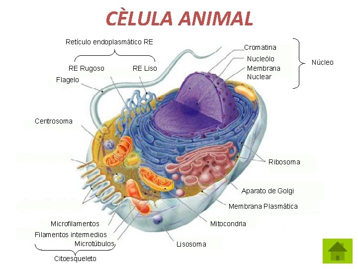 CÈLULA ANIMAL Retículo endoplasmático RE RE Rugoso Cromatina Nucleólo Membrana Nuclear RE Liso Flagelo