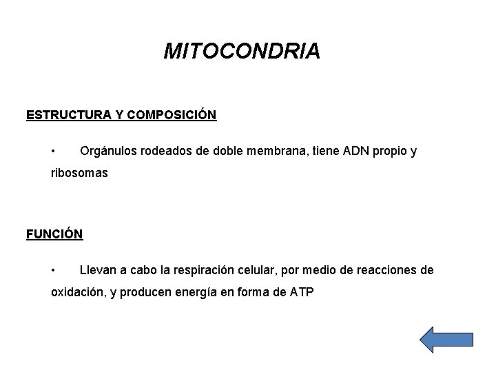 MITOCONDRIA ESTRUCTURA Y COMPOSICIÓN • Orgánulos rodeados de doble membrana, tiene ADN propio y