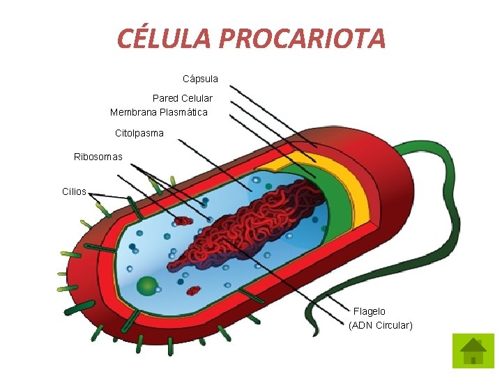 CÉLULA PROCARIOTA Cápsula Pared Celular Membrana Plasmática Citolpasma Ribosomas Cilios Flagelo (ADN Circular) 