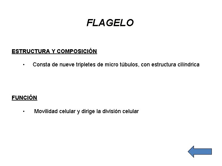 FLAGELO ESTRUCTURA Y COMPOSICIÓN • Consta de nueve tripletes de micro túbulos, con estructura