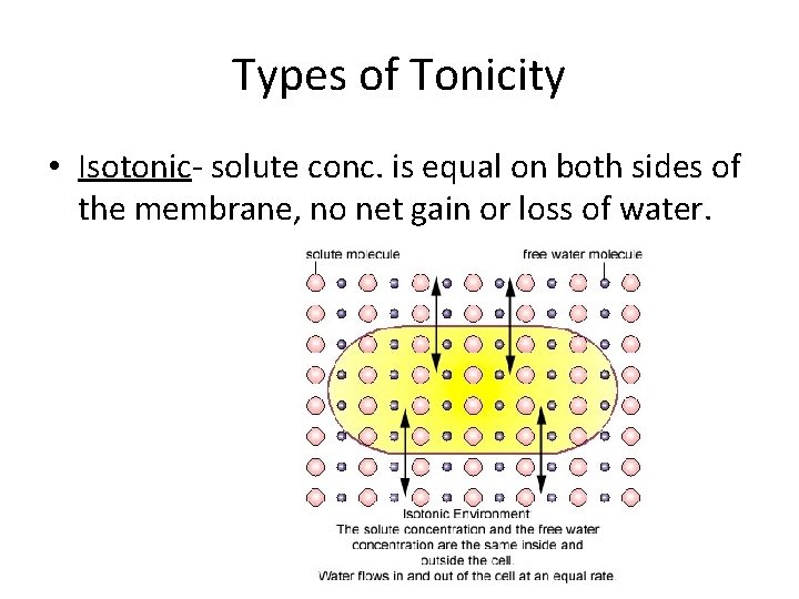 Types of Tonicity • Isotonic- solute conc. is equal on both sides of the