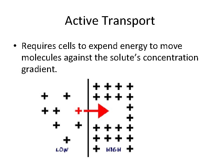 Active Transport • Requires cells to expend energy to move molecules against the solute’s