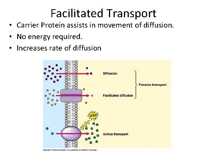 Facilitated Transport • Carrier Protein assists in movement of diffusion. • No energy required.