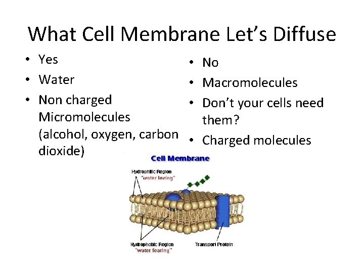 What Cell Membrane Let’s Diffuse • Yes • Water • Non charged Micromolecules (alcohol,