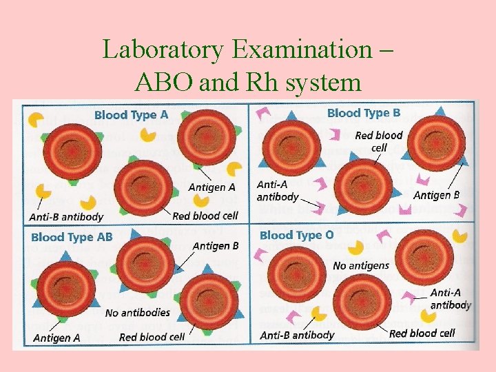 Laboratory Examination – ABO and Rh system 