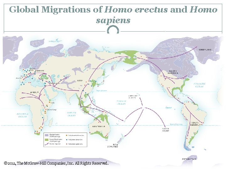 Global Migrations of Homo erectus and Homo sapiens © 2011, The Mc. Graw-Hill Companies,