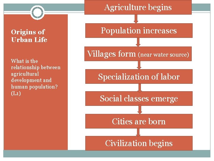 Agriculture begins Origins of Urban Life What is the relationship between agricultural development and