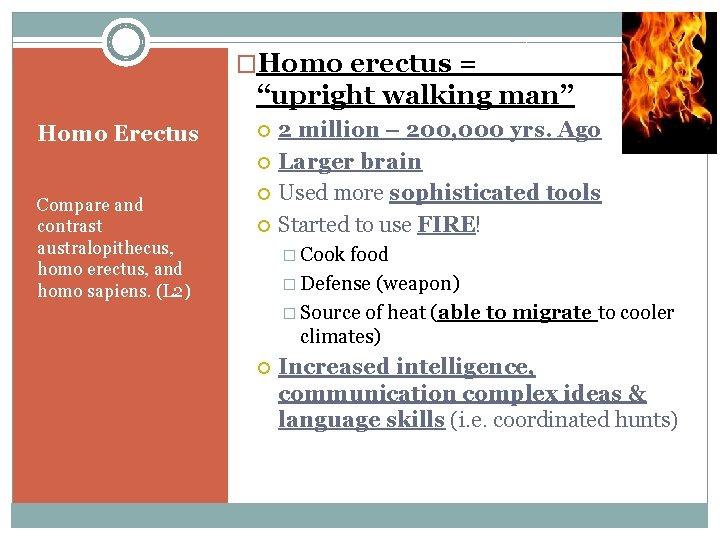 �Homo erectus = “upright walking man” Homo Erectus Compare and contrast australopithecus, homo erectus,