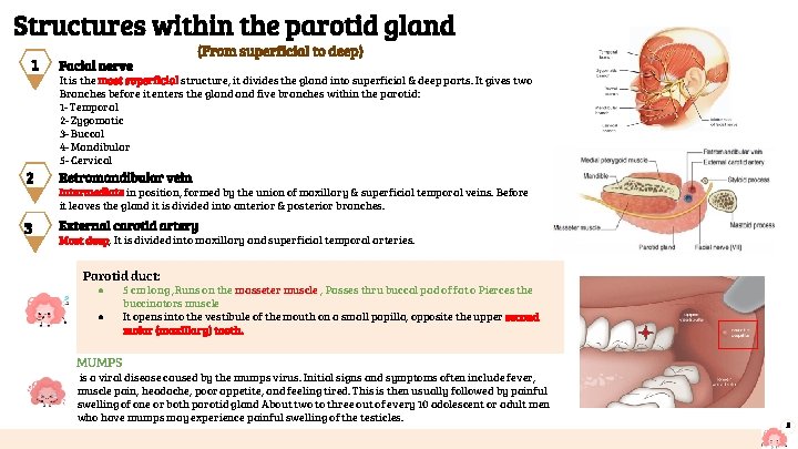 Structures within the parotid gland 1 2 3 Facial nerve (From superficial to deep)