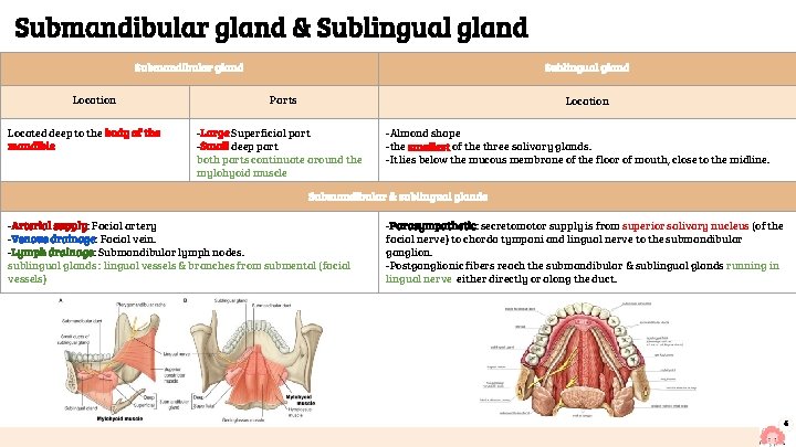 Submandibular gland & Sublingual gland Submandibular gland Location Located deep to the body of