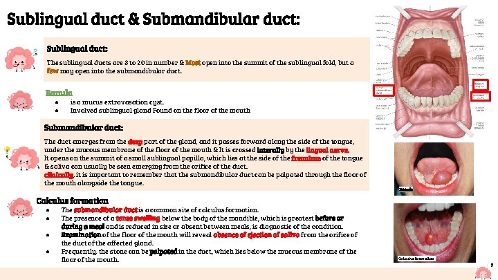 Sublingual duct & Submandibular duct: Sublingual duct: The sublingual ducts are 8 to 20