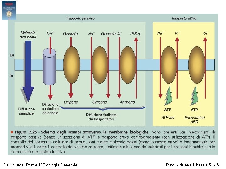 Figura 2. 25 - Schema degli scambi attraverso le membrane biologiche. Dal volume: Pontieri