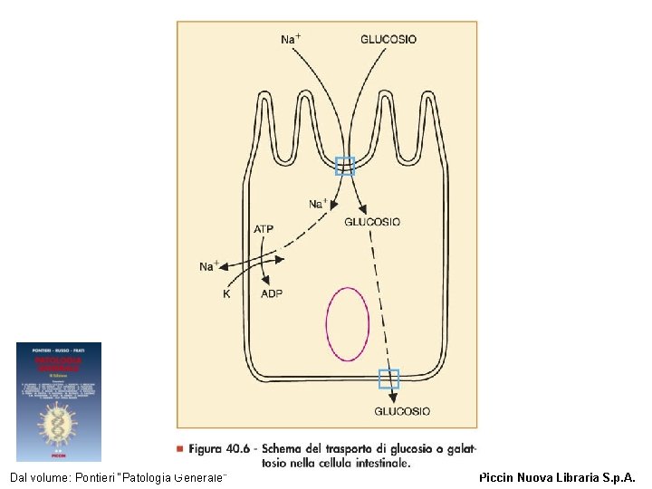 Figura 40. 6 - Schema del trasporto di glucosio o galattosio nella cellula intestinale.
