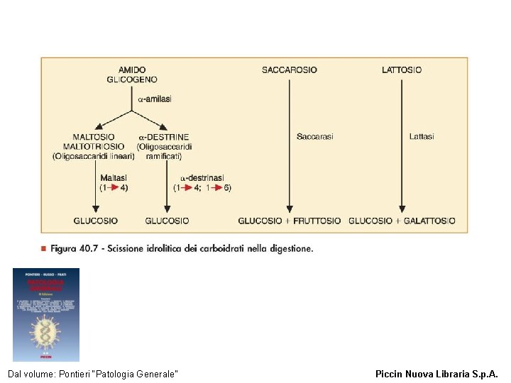 Figura 40. 7 - Scissione idrolitica dei carboidrati nella digestione. Dal volume: Pontieri “Patologia