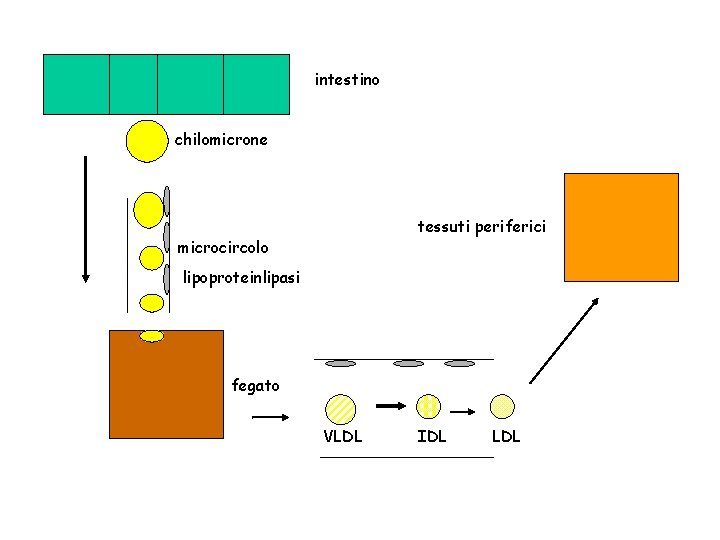 intestino chilomicrone tessuti periferici microcircolo lipoproteinlipasi fegato VLDL IDL LDL 