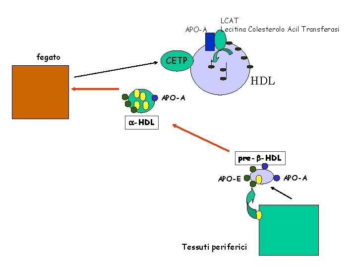 APO-A fegato LCAT Lecitina Colesterolo Acil Transferasi CETP HDL APO-A a-HDL pre-b-HDL APO-E Tessuti